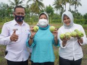 Ketua DPRD panen perdana jambu kristal