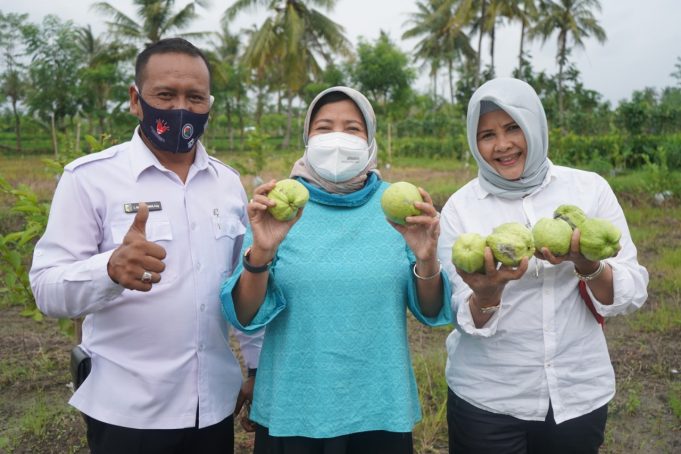 Ketua DPRD panen perdana jambu kristal